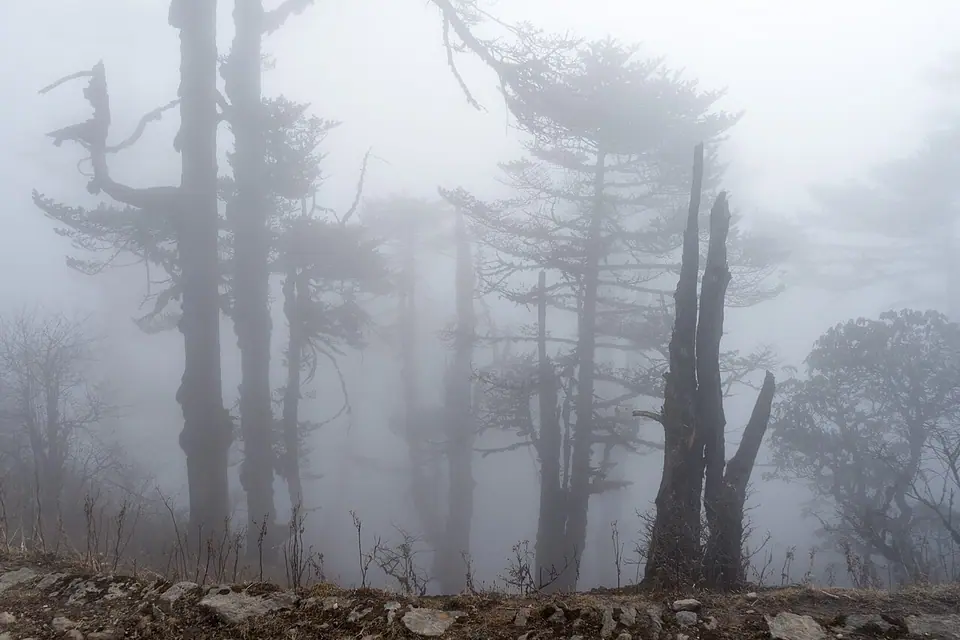 Forested ridges of Singalila National Park in the western Darjeeling hills