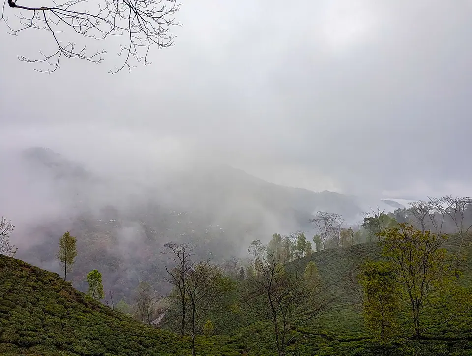 Cloud drifting over a tea garden in the Darjeeling hills